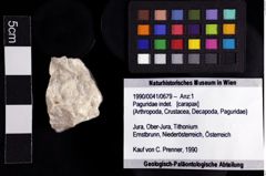 Foto (Objket + Etiketten) von Paguridae indet. 